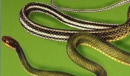 大花蛇最近爆料了吗视频,幕后真相大公开